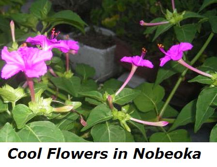 flower-nice-nobeoka.jpg